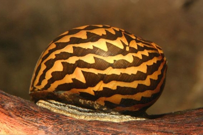 Neritina natalensis