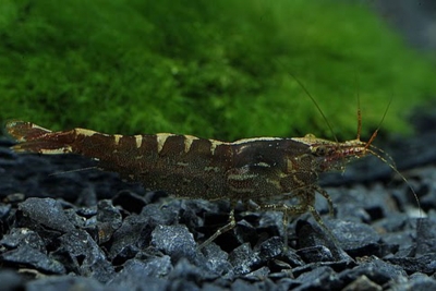 Cobbies Marmor Garnele - Neocaridina davidi var. Cobbie