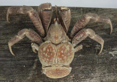 Birgus latro - Palmendieb