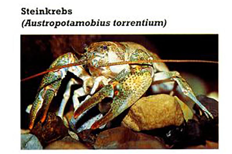 Austropotamobius torrentium - Steinkrebs