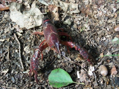 Procambarus clarkii - Roter amerikanischer Sumpfkrebs