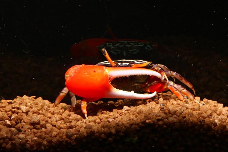 Uca annulipes - Porzellan-Winkerkrabbe