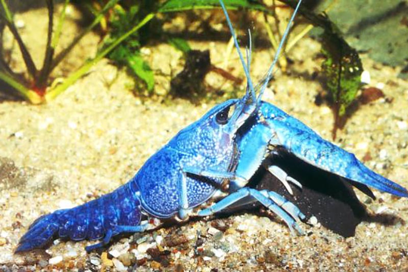 Procambarus alleni sp. blau - Florida-Krebs