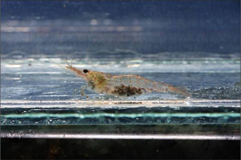 Caridina simoni simoni - Sri Lanka Zwerggarnele