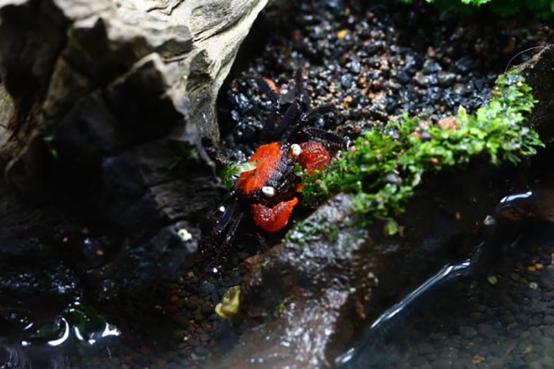 Geosesarma hagen - Rote Vampirkrabbe