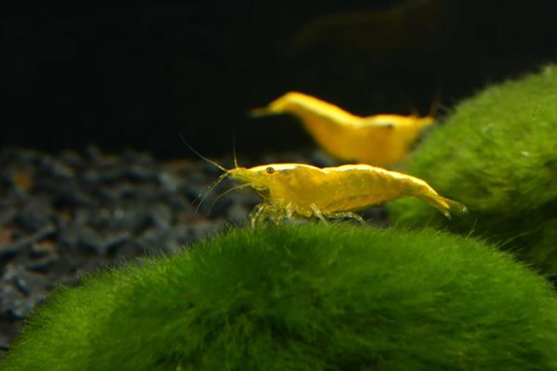 Neocaridina davidi var. yellow - Gelbe Zwerggarnele