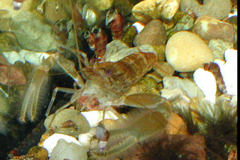 Macrobrachium sp. &quot;Borstenhand&quot; - Borstenhand-Garnele