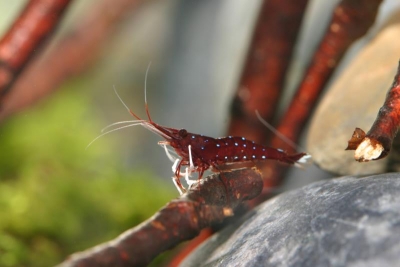 Caridina dennerli - Kardinalsgarnele