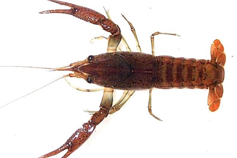 Procambarus alleni - Florida-Krebs