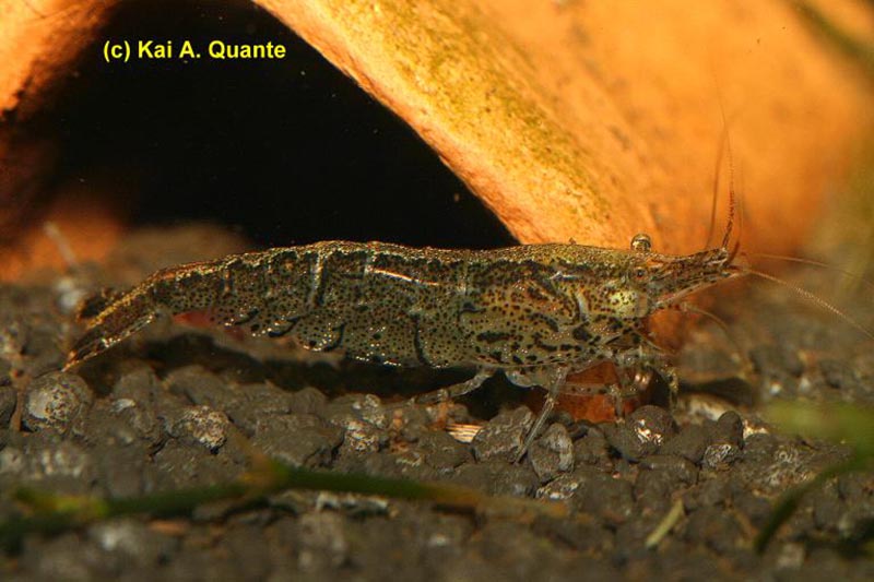 Neocaridina palmata - Marmor-Zwerggarnele