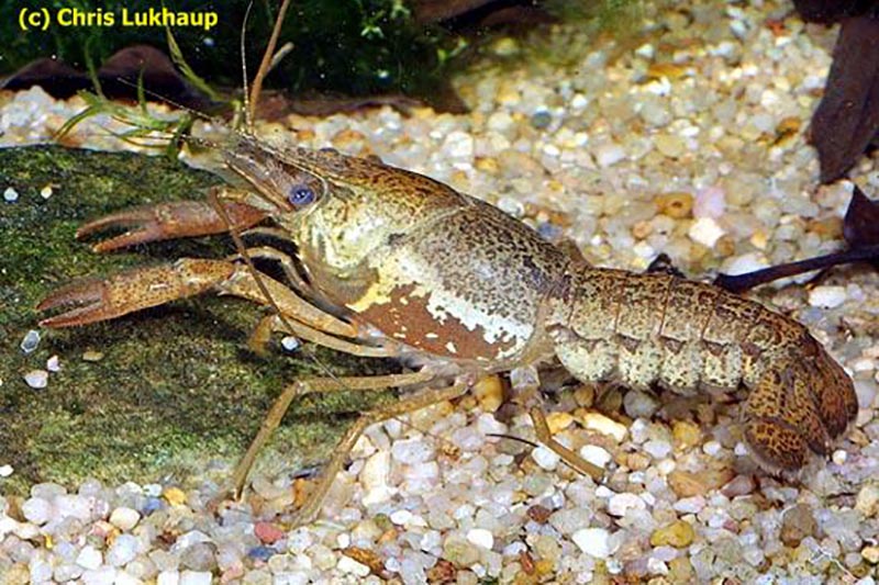 Procambarus catemacoensis