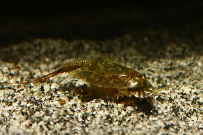 Triops cancriformis