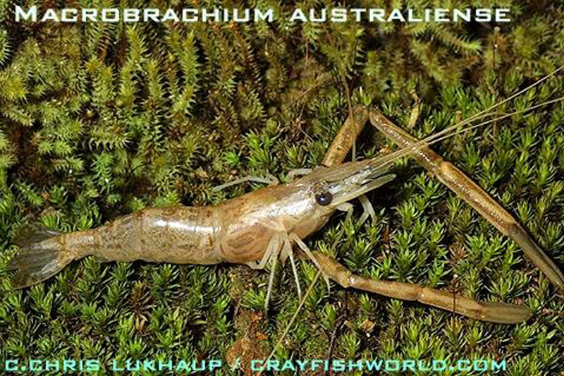 Macrobrachium australiense - Australische Flussgarnele