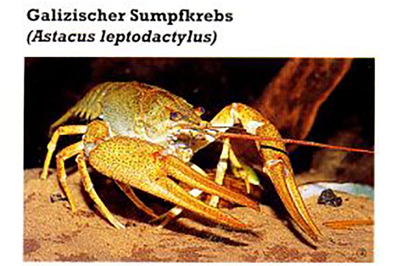 Astacus leptodactylus - Galizischer Sumpfkrebs (braune Farbform)