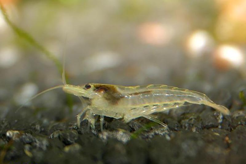 Neocaridina palmata var. white - Weiß-Perlen Zwerggarnele