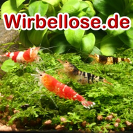 www.wirbellose.de