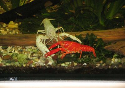 Procambarus clarkii orange – Sumpfkrebs orange