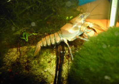 Orconectes marchandi – Mammoth Spring-Krebs