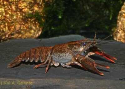 Astacus astacus – Edelkrebs