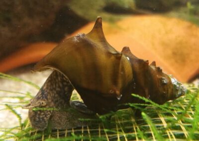 Brotia pagodula – Stachelige Turmdeckelschnecke