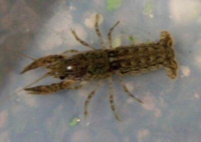 Cambarellus sp. ameca