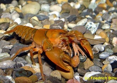 Cambarus conasaugaensis