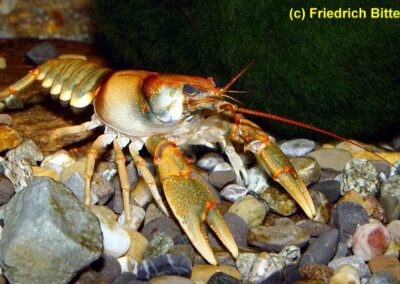 Cambarus coosae – Coosa-Flusskrebs