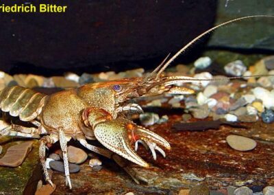 Cambarus halli