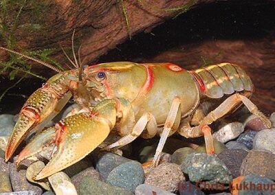 Cambarus sp (green with red lines)