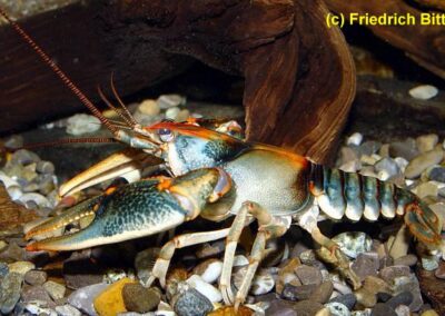 Cambarus speciosus – Prachtflusskrebs