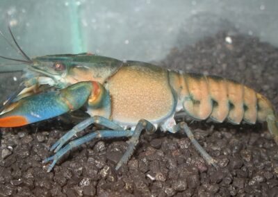 Cherax lorentzi