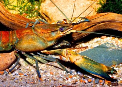 Cherax boesemani „blue brick“
