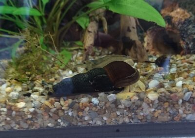 Tylomelania sp. Yellow – Gelbe Perlhuhnschnecke
