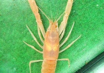 Procambarus oaxacae redelli cf – Mexikanischer Höhlenkrebs
