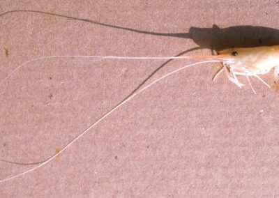 Macrobrachium sp. Amazonas