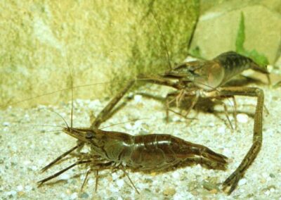 Macrobrachium sp.Choco