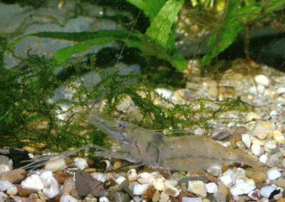 Macrobrachium sp.Guinea