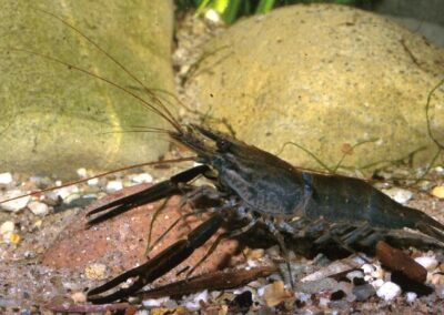 Macrobrachium sp. Indien I