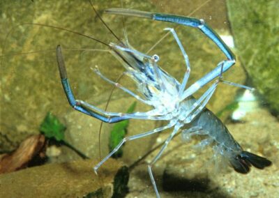 Macrobrachium acanthurus