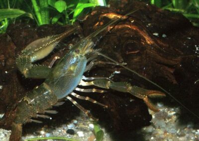 Macrobrachium sp. Panama