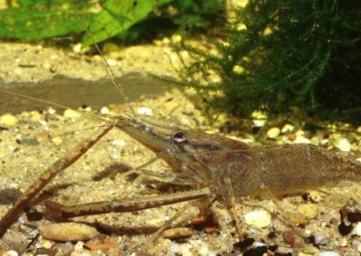 Macrobrachium macrobrachion