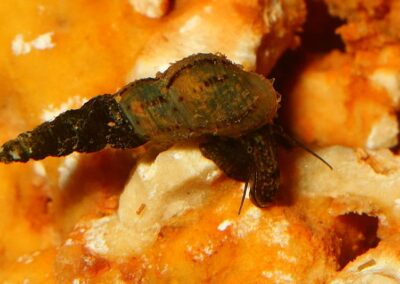 Melanoides tuberculatus – Malaiische Turmdeckelschnecke – „TDS“