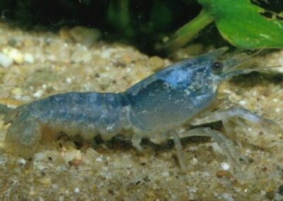 Procambarus cubensis cubensis – Kubakrebs