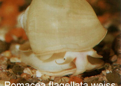 Pomacea flagellata – Apfelschnecke