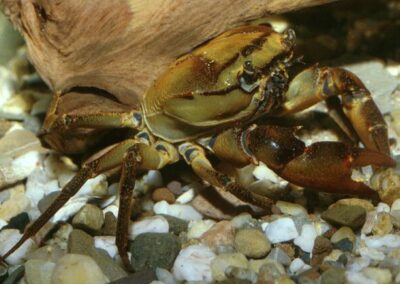 Potamon sp. I