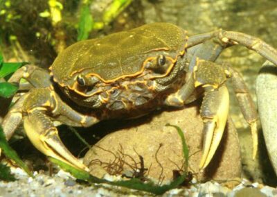 Potamon sp. II