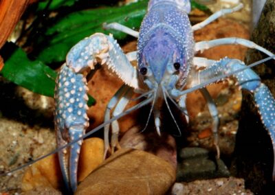 Procambarus clarkii „Blue Pearl“ – Hellblauer Sumpfkrebs