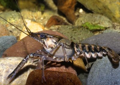 Procambarus cf. raneyi