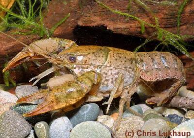 Procambarus sp (brown with red claws)