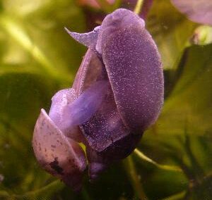 Radix balthica – Schlammschnecke